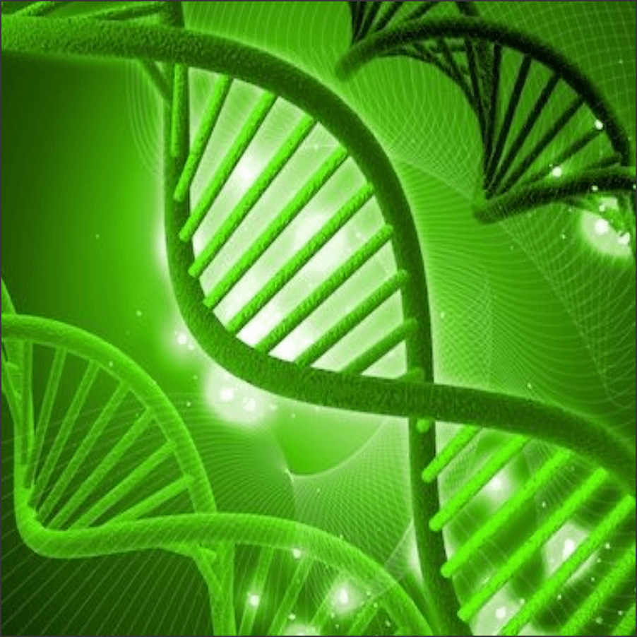 HOME 11 Vida-leve-4.png